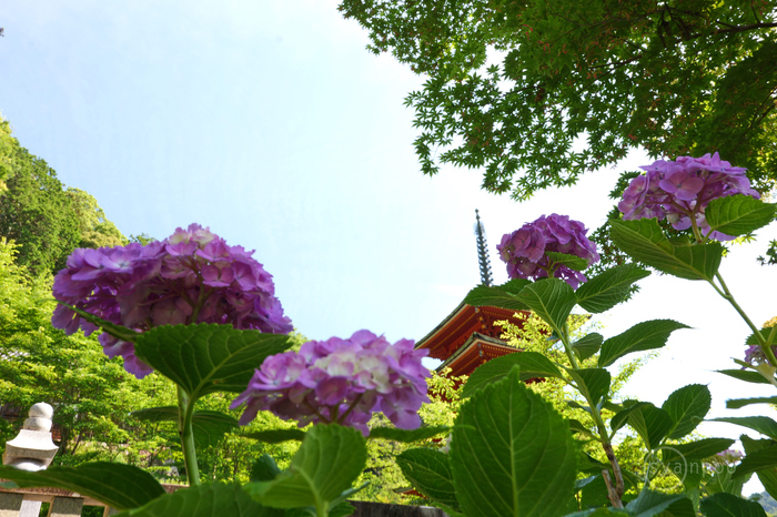 パナソニック Panasonic LUMIX DC-S9 レビュー ／ 奈良 桜井市 初瀬